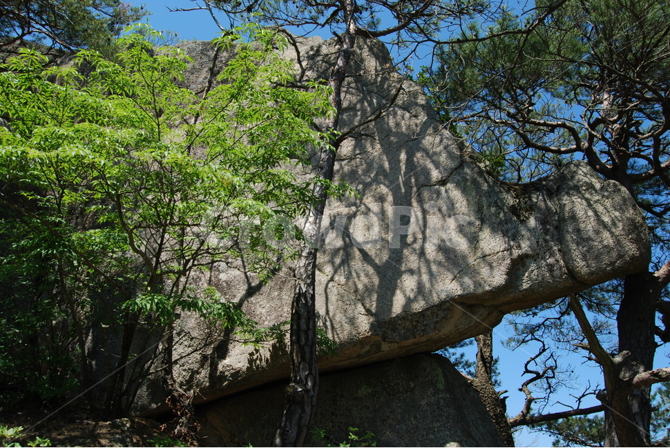 가령산,충북,국립공원,등산로,자연학습원,자연,풍경,nature,landscape,한국자연풍경,한국자연경관,korea nature landscape,식물,plants,나무,trees,wood,tree,plant,tree trunk,나무 줄기