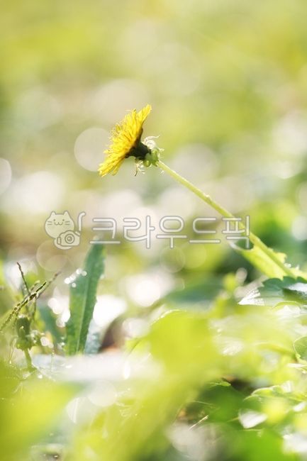 Wildflower,grass flower,wild flower,dandelion,green,light green,emotion
