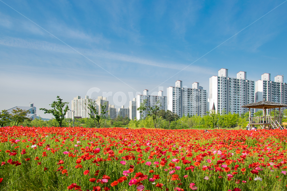 봄,양귀비,여심,꽃,봄꽃,나들이,봄나들이,빨강,색,색상,색감,여유,감성,감정,spring,red,color,풍경,landscape,식물,자연,natural,하늘,구름,파랑,sky,cloud,blue,아파트,건물,정자,원두막,농원,꽃밭,도시,빨간꽃,공원,청명,봄,계절,spring,season,도시,풍경,city,landscape,한국도시풍경,한국도시경관,korea cityscape,plant