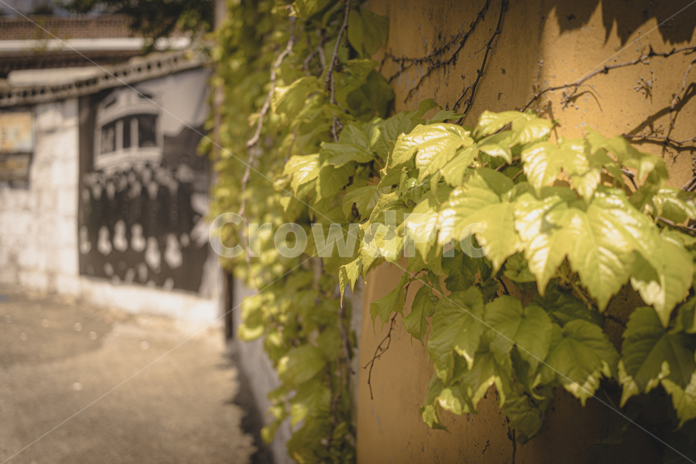 흙담벼락,소사마을,낭만거리,추억길,잎