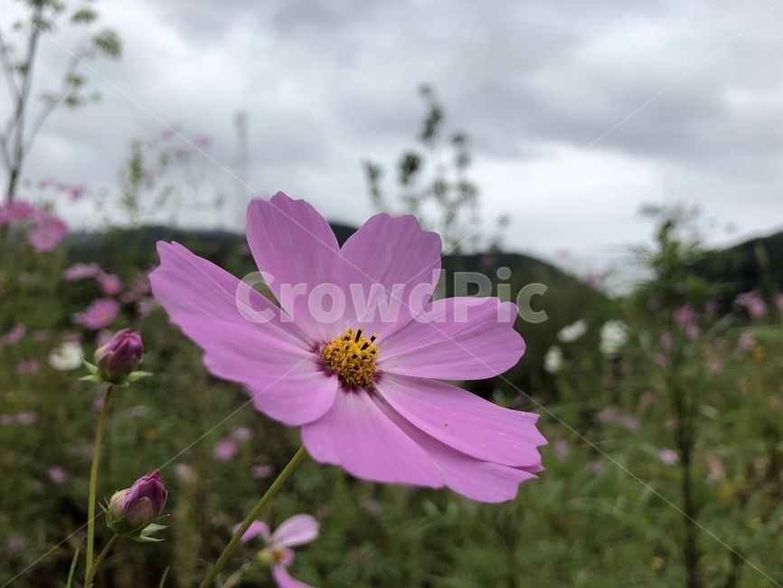가을,자연,들판,코스모스,코스모스꽃,가을풍경,가을들판,가을꽃잎,가을코스모스