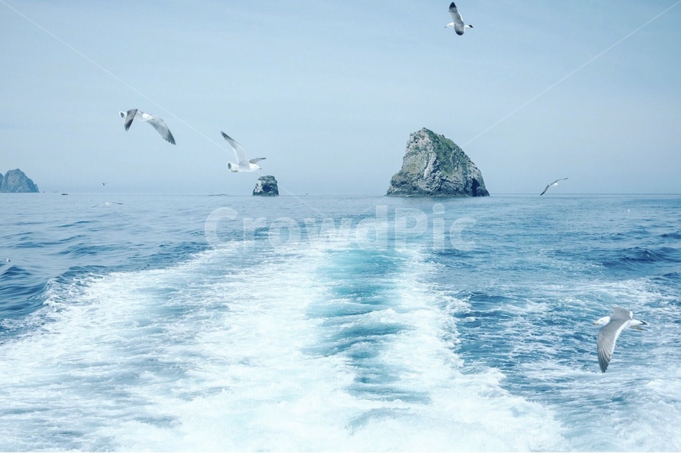 바다,울릉도,갈매기,섬,풍경,자연,자연,풍경,nature,landscape,한국자연풍경,한국자연경관,korea nature landscape,동물,animal,조류,새,birds,감성,sensible,feeling,색깔,색상,색채,색감,color sense,color sensitivity,feeling of color,sea,ocean,대양,outdoors,옥외,water,물,bird,land,땅