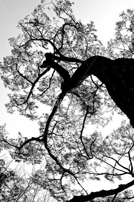 소나무,솔잎,하늘,풍경,자연,식물,자연,plants,nature,나무,trees,wood,흑백,모노톤,monochrome,black and white