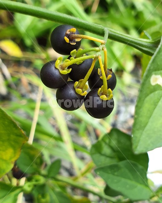 까마중,과일,fruit,열매,폭탄모양,plant,식물,식물,자연,plants,nature,과일,열매,fruit