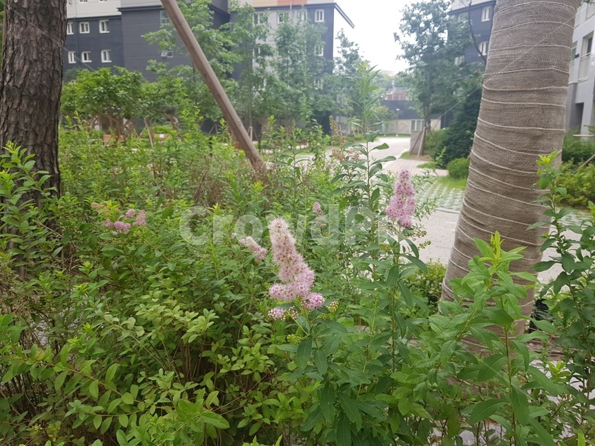 풀,들꽃,꽃,나무,벌