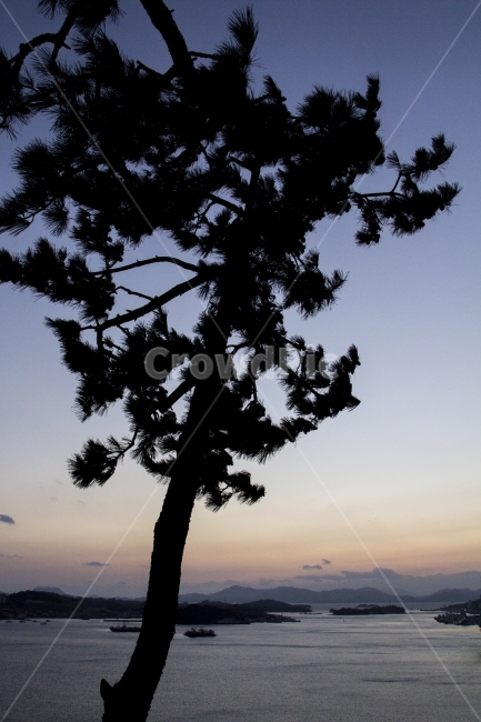 풍경,감성,여행,스냅,바다,하늘,나무,순천,여수,일몰,역광,자연,풍경,nature,landscape,식물,plants,나무,trees,wood,plant,tree,tree trunk,나무 줄기
