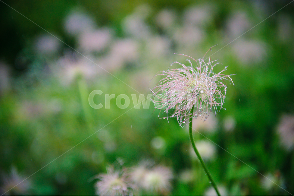 비,할미꽃,꽃,봄,슬픔,spring,pasqueflower,flower,봄,계절,spring,season,식물,자연,plants,nature,꽃,flower,감성,sensible,feeling,비,비오는날,rain,rainy,plant,blossom