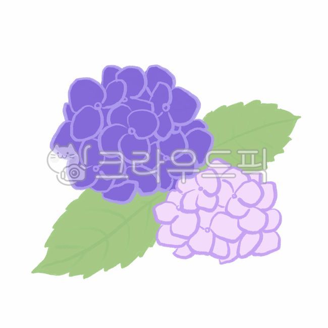 June,hydrangea flower,hydrangea,spring,spring flowers,petal,leaves,season,illust,early summer,hand drawing,nature,flower painting,invitation,sticker,flower,Hydrangea painting,painting,flower illustration,The rainy season,plant,illustration,rainy season pi