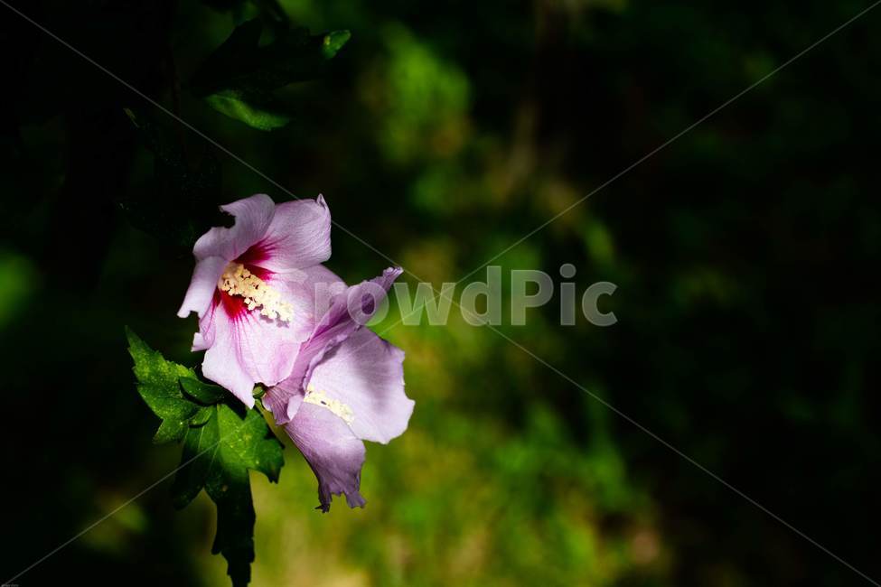 꽃,무궁화,우리나라꽃,식물,flower,무궁화꽃,국화,나무,삼일절,애국심,야생화,대한민국의상징,속씨식물,아욱과,나라꽃,씨앗,열매,꽃잎,붉은색,무궁화정신,쌍떡잎식물,근화,흰색,연분홍색,분홍색,단체수술,공원,조경,무궁화과,식물,자연,plants,nature,꽃,flower