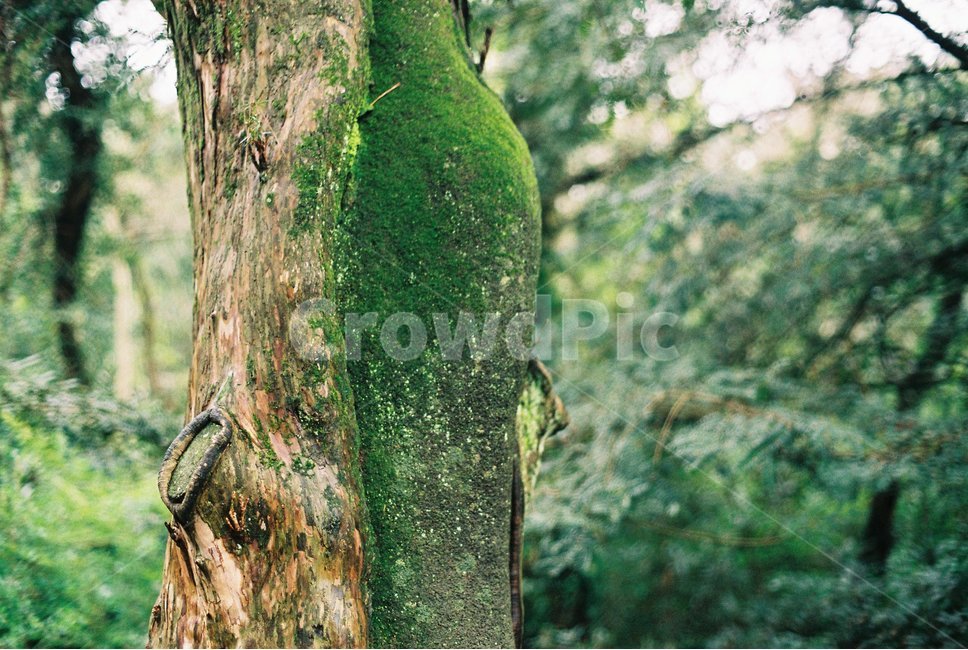 나무,이끼,제주도,자연,힐링,식물,자연,plants,nature,나무,trees,wood,감성,sensible,feeling