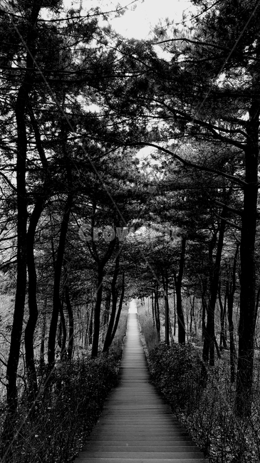 남산,계단,흑백,소나무,자연,대칭,흑백,모노톤,monochrome,black and white