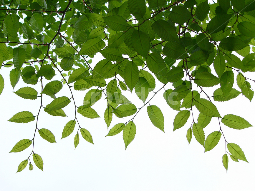 잎,잎새,나무,나뭇잎,숲,자연,식물,자연,plants,nature