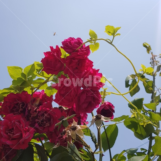 꽃,flower,blossom,식물,덩쿨,여름,따뜻한,뜨거운,plant,honeybee,식물,자연,plants,nature,꽃,flower
