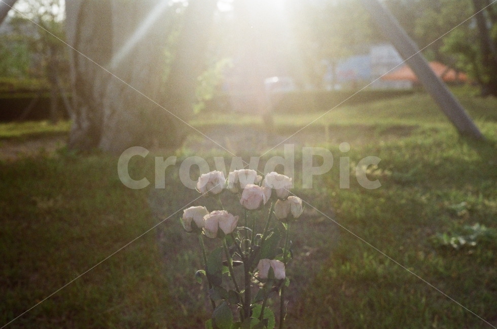 장미,빛,공원,꽃,감성,필름카메라,필름,필름감성,일상,자연,식물,자연,plants,nature,감성,sensible,feeling,꽃,flower