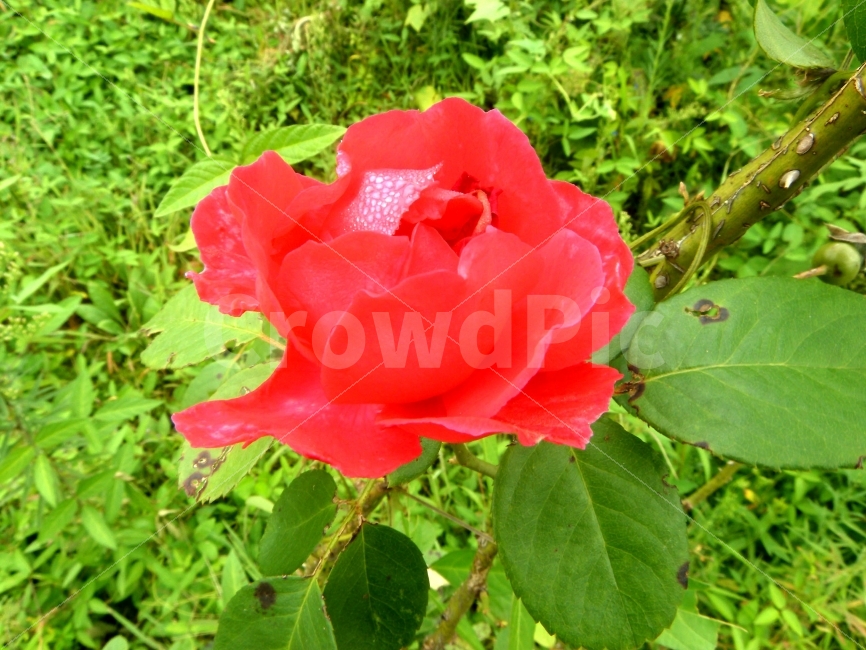 꽃,명암,느낌,자연,나뭇가지,식물,자연,plants,nature,꽃,flower