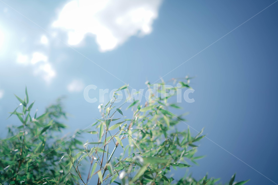 대나무,하늘,구름,sky,대나무잎,cloud,파란하늘,초록색,식물,자연,plants,nature,감성,sensible,feeling,휴식,힐링,rest,relaxation,healing