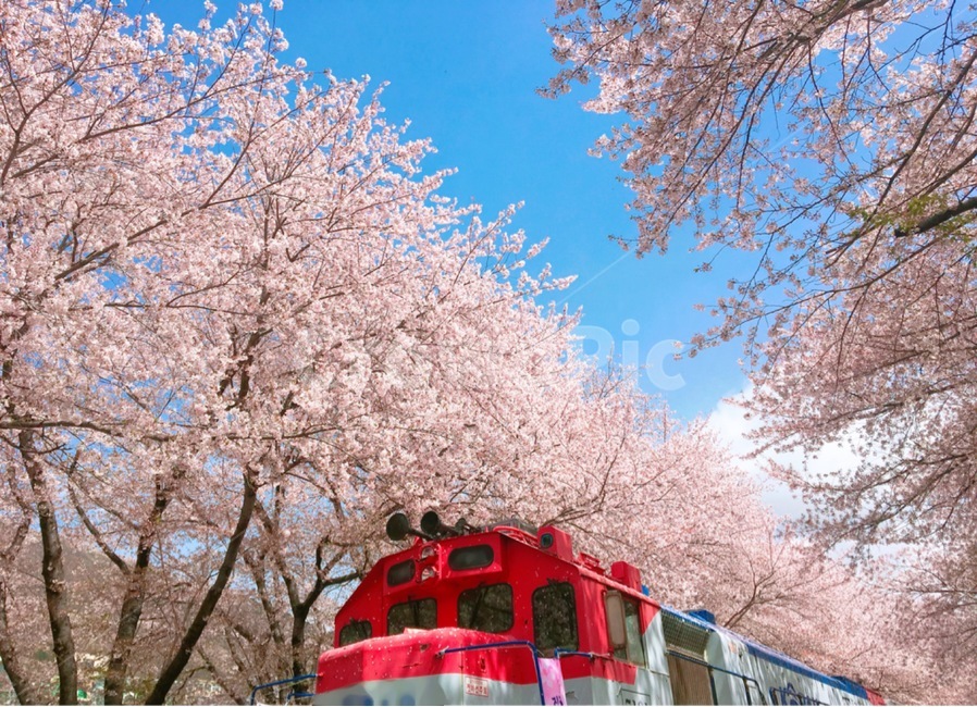 진해,진해군항제,군항제,벚꽃,벚꽃놀이,벚꽃축제,봄,spring,blossom,꽃,flower,기차,열차,봄,계절,spring,season