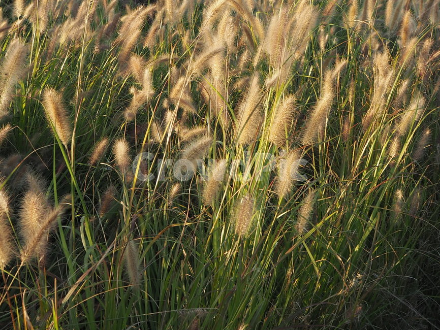 갈대,자연,시흥갯골생태공원,생태공원,공원,grass,잔디,식물,자연,plants,nature