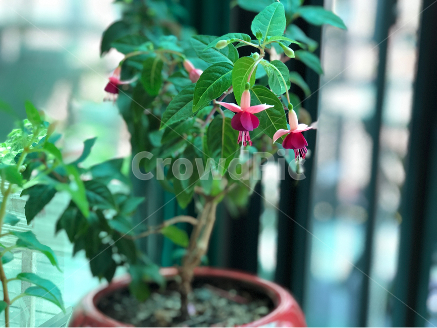 자연,꽃,봄,가게,식물,flower,nature,꽃,flower,실내용화초,화분,화초,house plant