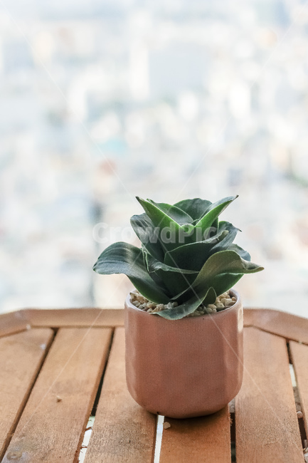 식물,화분,초록,green,테라스,실내용화초,화분,화초,house plant