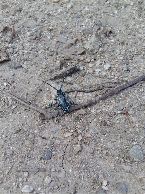 사슴벌레,곤충,희귀곤충,희귀벌레,벌레,동물,animal,곤충,벌레,insect,bug