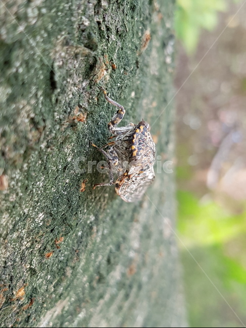 매미,곤충,여름곤충,참매미,벚나무,여름,계절,summer,season,동물,animal,곤충,벌레,insect,bug,cricket insect,크리켓 곤충,invertebrate,무척추 동물