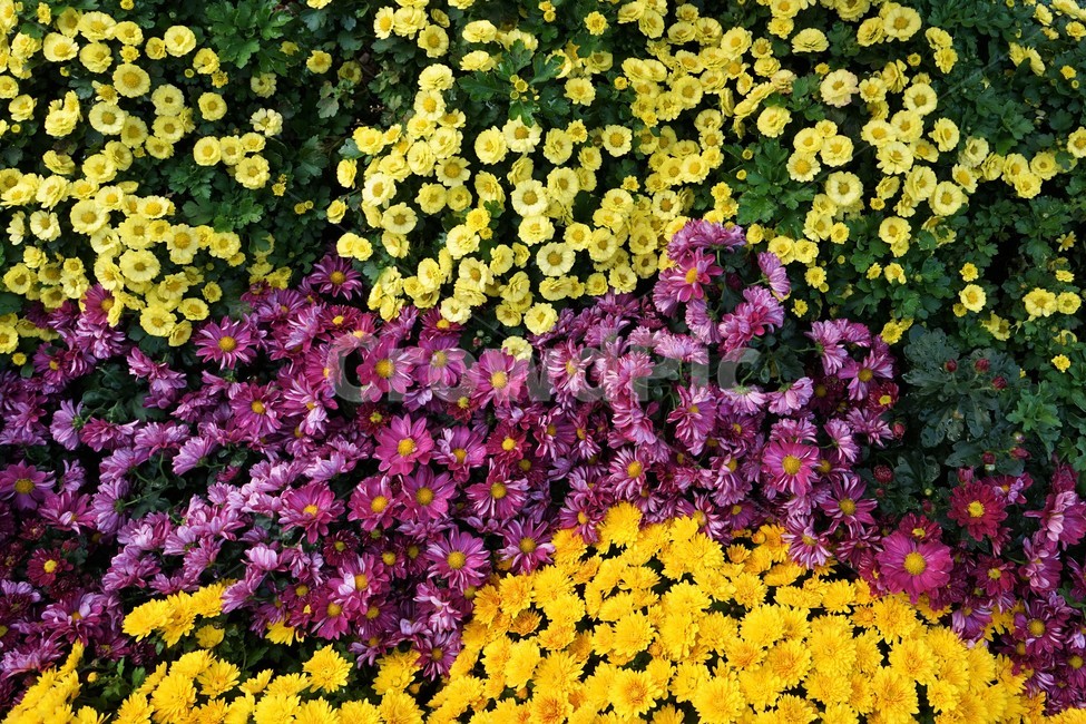 가을,국화,노랑,우아,chrysanthemum,autumn,elegance,fall,yellow,flower,season,smell,bloom,자주색,우아함,계절,꽃,floral,nobility,고귀함,향기,가을대표,가을꽃,식물,노랑꽃,꽃봉오리,국화꽃,plant,식물,자연,plants,nature,꽃,flower