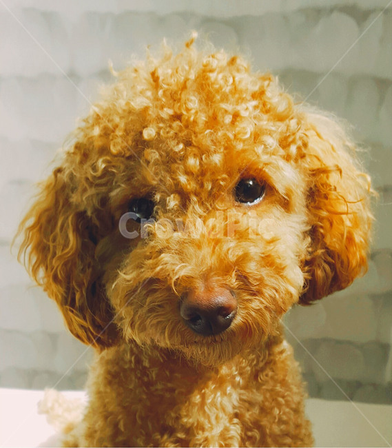 강아지,푸들,애완동물,갈색,반려견,puppy,슬픈,귀여운,꼬불꼬불,곱슬이,털,동물,animal,포유류,mammal,개,강아지,dog,doggy