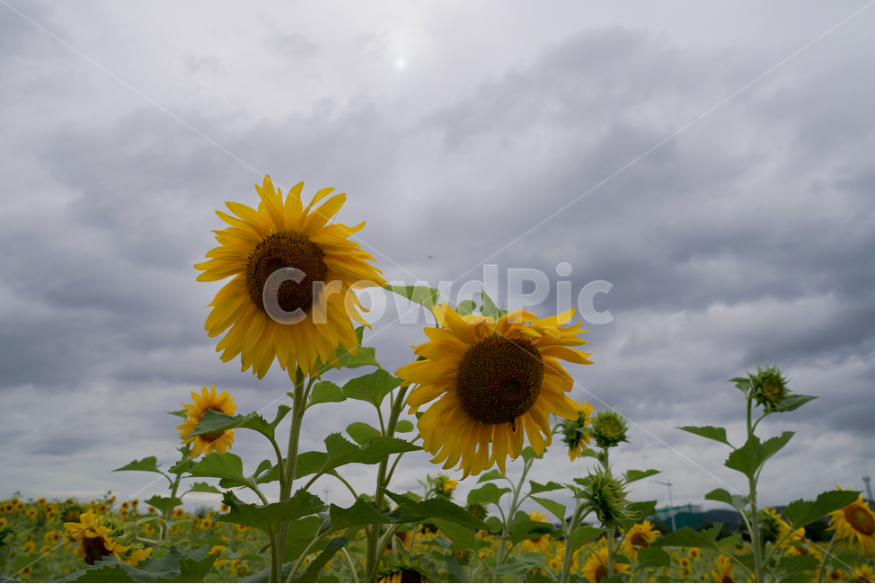 해바라기,흐린날,여름꽃,sunflower,flower,구름,자연,풍경,nature,landscape,plant,식물,blossom,꽃