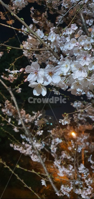 벚꽃,야경,밤,꽃,봄,blossom,flower