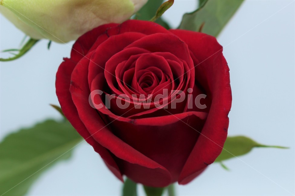 blossom,꽃,rose,장미,flower,plant