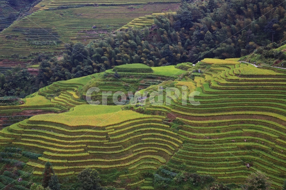 nature,자연,outdoors,옥외,scenery,풍경,landscape,경치,slope,경사,mountain,산,mountainrange,산맥,중국,계림,용척,용척제전,다랭이논,용척다랭이논,농업,농사,경작,농경지