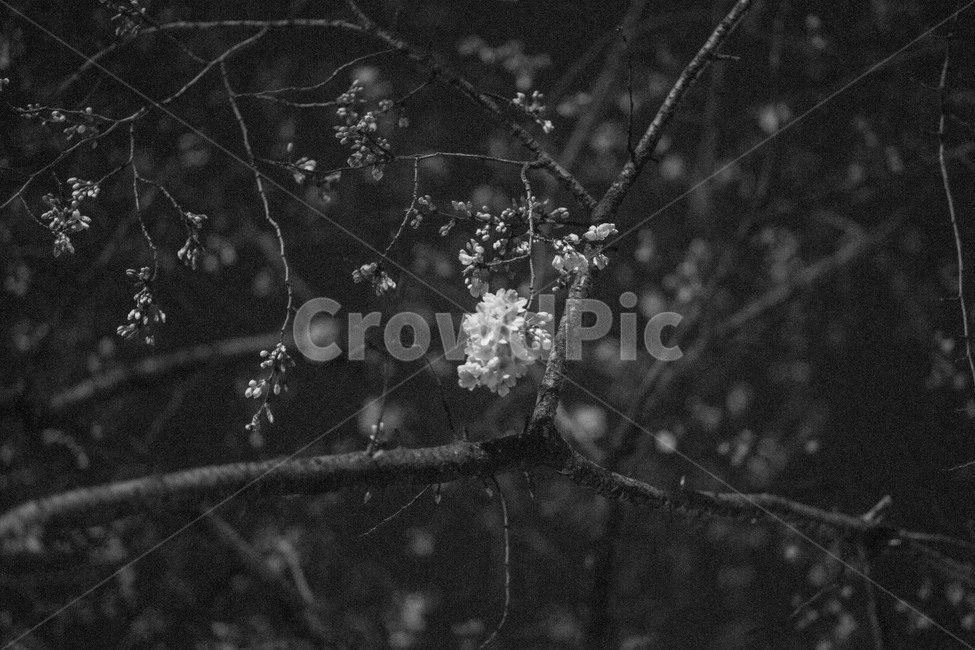 봄,꽃,벚꽃,흑백,봄꽃,봄,계절,spring,season,식물,자연,plants,nature,꽃,flower,흑백,모노톤,monochrome,black and white,outdoors,옥외