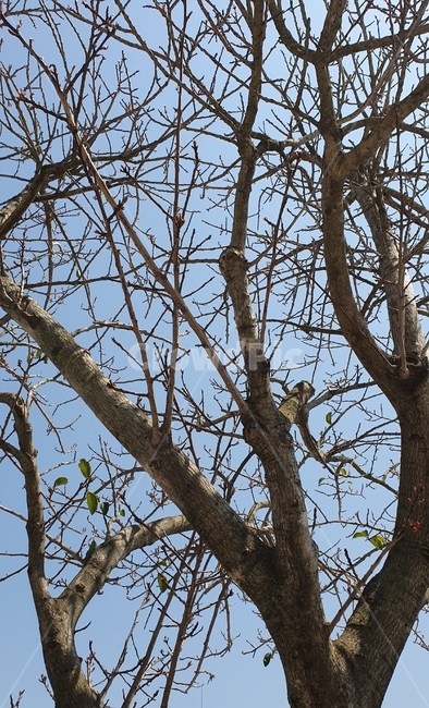 나뭇가지,나무,하늘,겨울,봄,식물,자연,plants,nature,나무,trees,wood