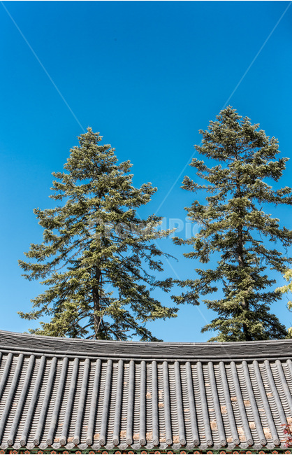 기와,전통,문화유산,소나무,선,한국전통,한국문화,korean traditional,korean culture,식물,자연,plants,nature,나무,trees,wood,건축물,건물외관,exterior,building,structure,architecture,construction