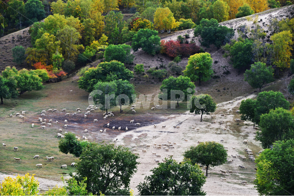 outdoors,옥외,grassland,목초지,field,들,flock,대군,animal,동물,landscape,경치,nature,자연,scenery,풍경,중국,몽고,패상,패상가을,양떼,패상양떼,자연,풍경,nature,landscape