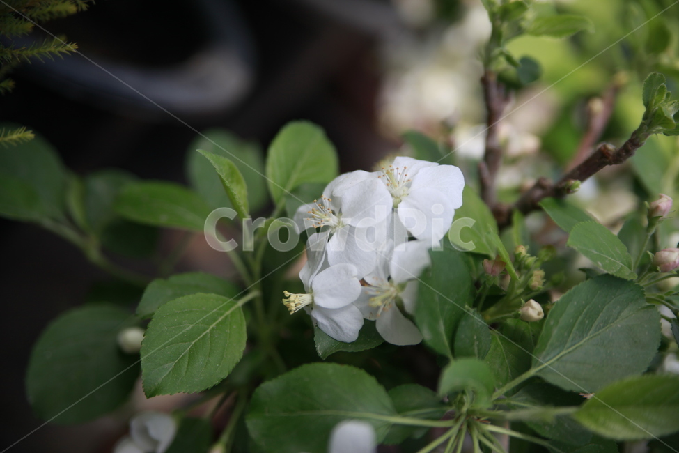 봄꽃,꽃,아름다움,봄소식,식물,클로즈업,식물,자연,plants,nature,꽃,flower
