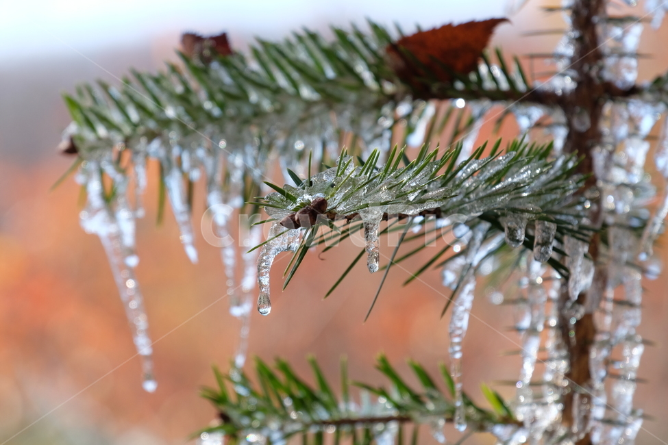 겨울,자연,식물,나무,얼음,솔,ice,nautre,plant,winter,tree,고드름,추운,차가움,시원,단풍,겨울,계절,winter,season,식물,자연,plants,nature
