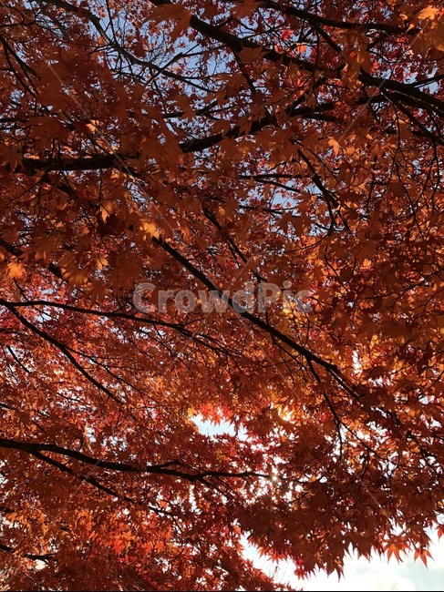 단풍나무,가을,빨강,단풍,빨강단풍,가을,계절,fall,autumn,season