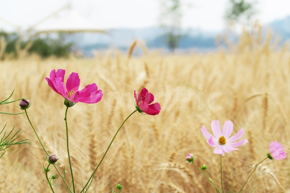 한강공원,공원,갈대,갈대밭,들판,꽃,코스모스,자연,필드,식물,자연,plants,nature,가을,계절,fall,autumn,season,꽃,flower,plant,blossom,geranium,제라늄