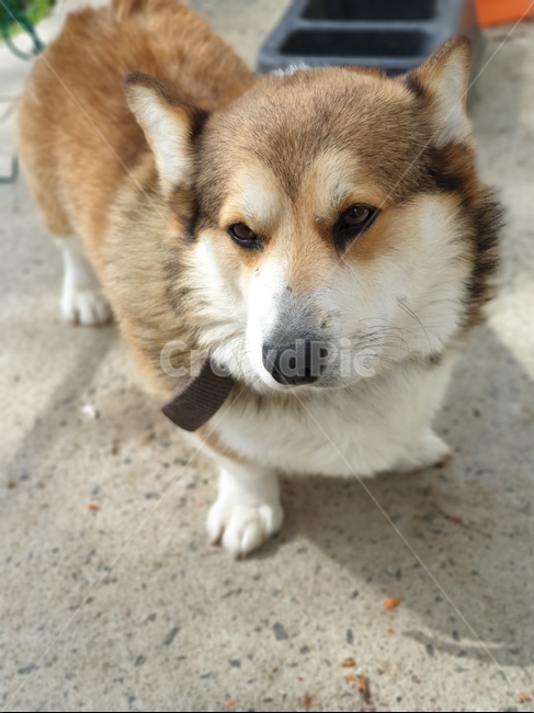 강아지,웰시코기,반려견,웃음,응시,동물,animal,포유류,mammal,개,강아지,dog,doggy