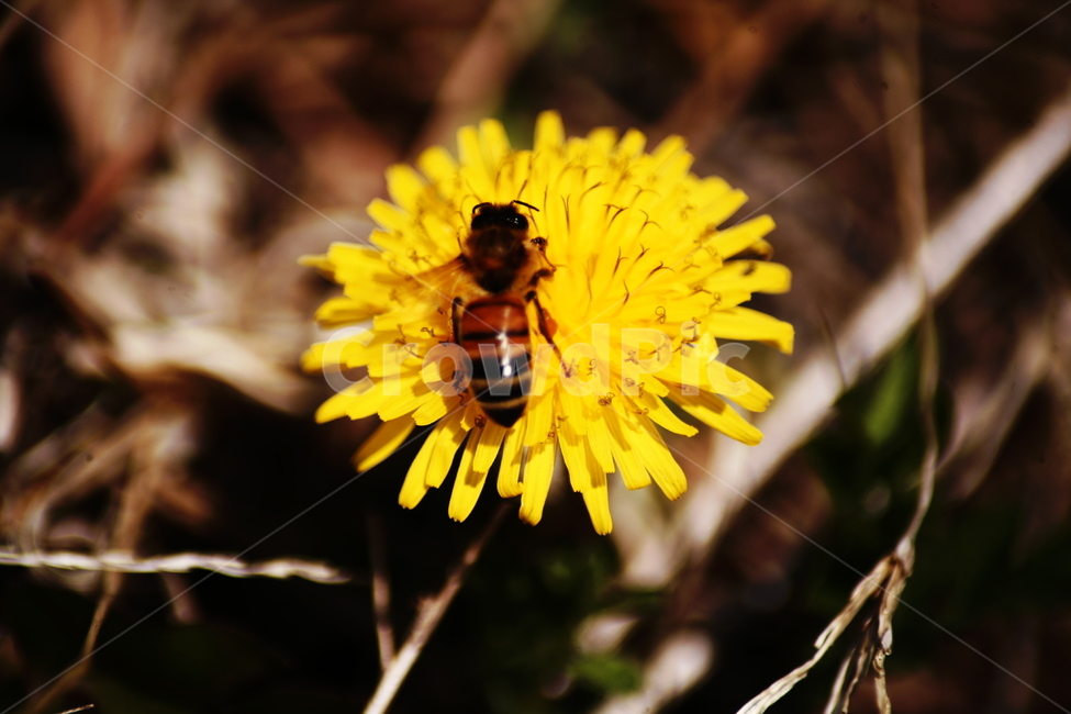 민들레,야생화,들꽃,허니,꿀벌,벌,honey,식물,자연,plants,nature,꽃,flower,동물,animal,곤충,벌레,insect,bug