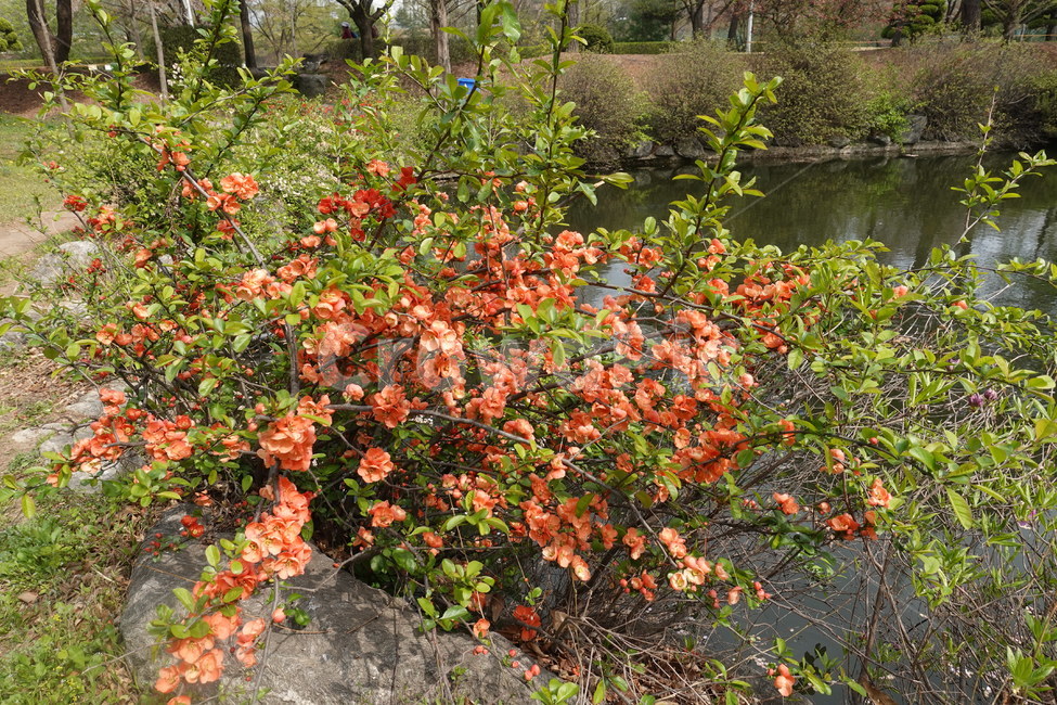 꽃,봄꽃,식물,나무,자연,풍경,호수,연못,plant,tree