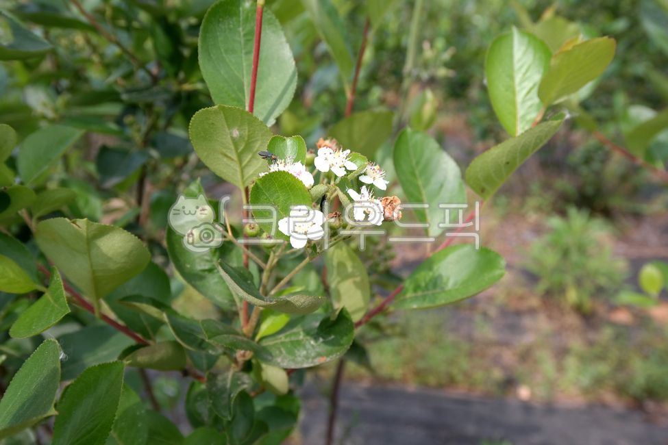 Phellodendron amurense,Phellodendron amurense tree,medicinal material,tree,health,fruit,farm