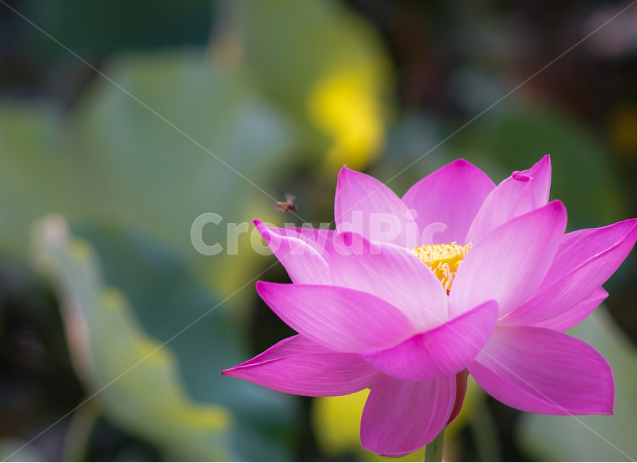 연,연꽃,연밭,수생,식물,연잎,식용,꽃,식물,자연,plants,nature,꽃,flower
