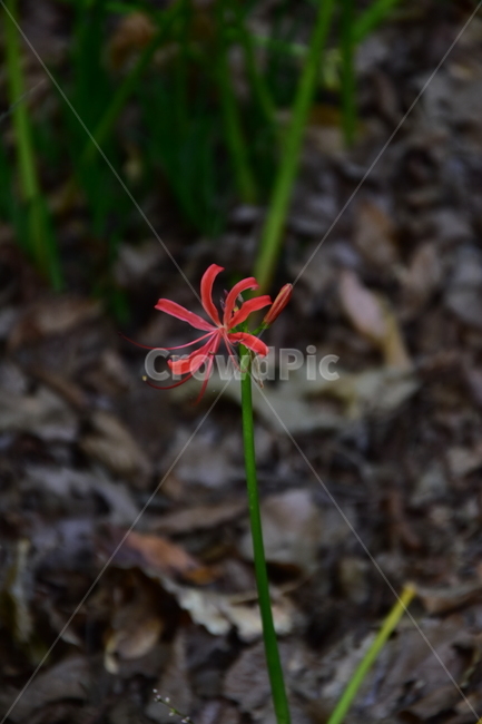상사화,꽃무릇,함양,함양상사화,함양꽃무릇,식물,자연,plants,nature,꽃,flower