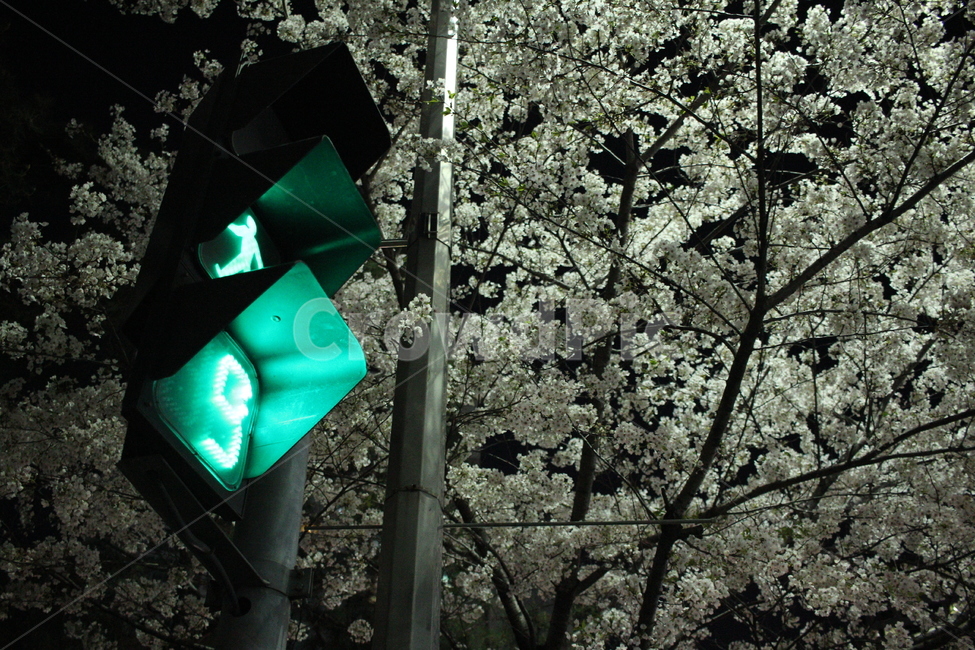 벚꽃,봄꽃,신호등,spring,flower,야경,봄,계절,spring,season,야경,밤,풍경,nightscape,night,landscape,교통,교통수단,traffic,transportation,light,빛,traffic light