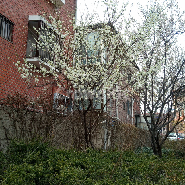매화,매화나무,봄,봄나무,매실나무,봄꽃,blossom