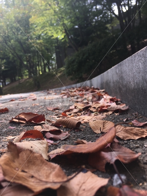 낙옆,가을,길,가을풍경,낙옆길,추억,또다른시선,식물,자연,plants,nature