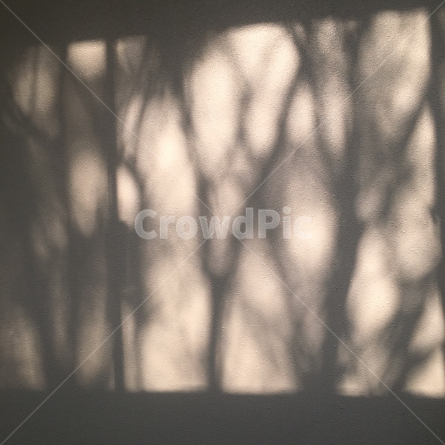 그림자,나뭇가지,블랙엔화이트,shadow,갬성,실루엣,그림자,silhouette,shadow